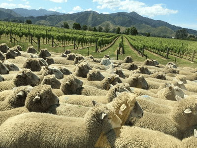 carousel 10 vines sheep heritage marlborough