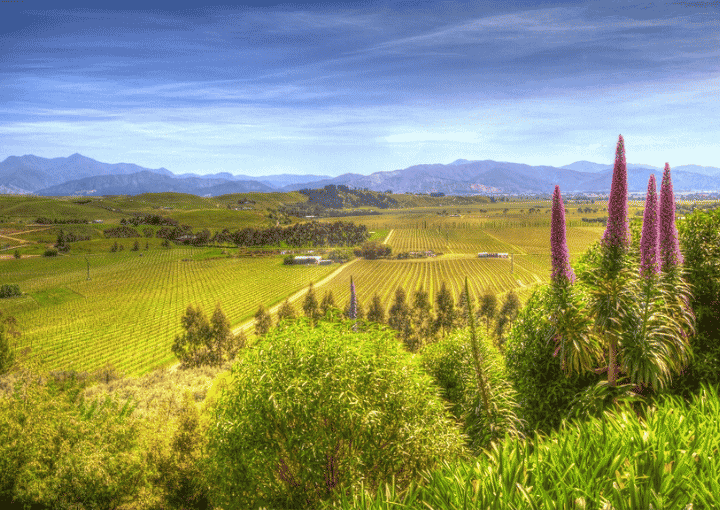 Experience the very best Marlborough Wine Tour