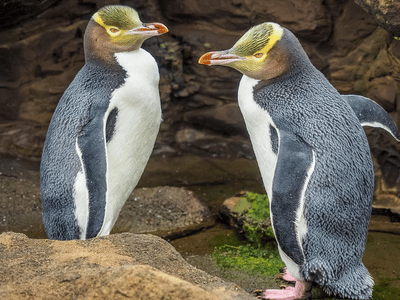 Yellow eyed penguins Dunedin Peninsular