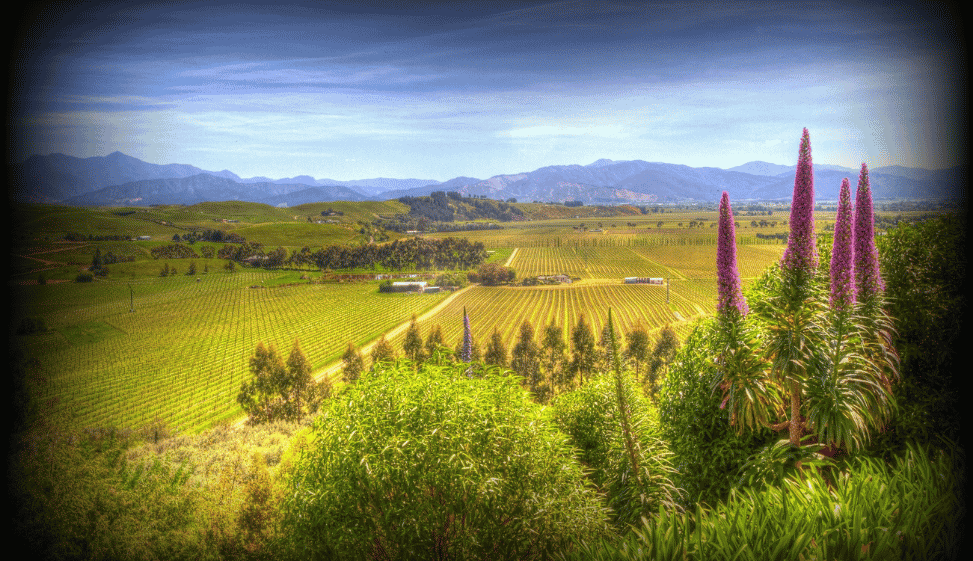 MARLBOROUGH'S BEAUTY