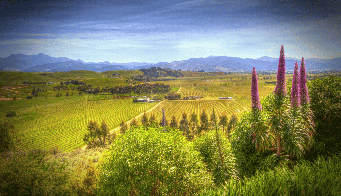 MARLBOROUGH'S BEAUTY